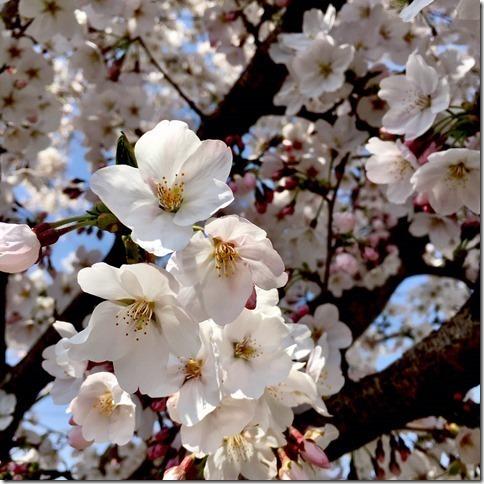 ピンク色の桜の花びらが開いたアップ写真